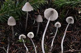 Attēlu rezultāti vaicājumam “Mycena stipata”