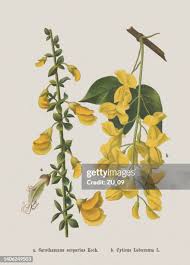 Attēlu rezultāti vaicājumam “Cytisus scoparius flower”