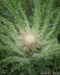 Attēlu rezultāti vaicājumam “Cirsium acaule leaf”