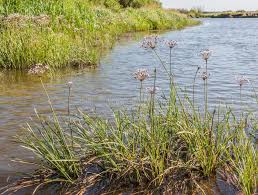 Attēlu rezultāti vaicājumam “Butomaceae”