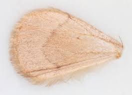 Attēlu rezultāti vaicājumam “Pennithera firmata”