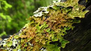 Attēlu rezultāti vaicājumam “Cystostereum murrayi”