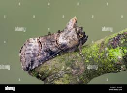 Attēlu rezultāti vaicājumam “Abrostola tripartita”