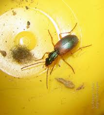 Attēlu rezultāti vaicājumam “Anchomenus dorsalis”