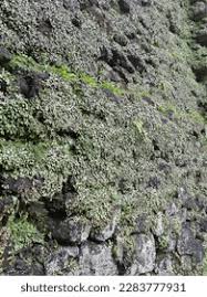 Attēlu rezultāti vaicājumam “Marchantiopsida”