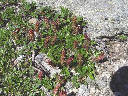 Attēlu rezultāti vaicājumam “Exobasidium uvae-ursi”