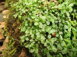 Attēlu rezultāti vaicājumam “Pseudobryum cinclidioides”