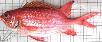 Image result for Holocentrus adscensionis