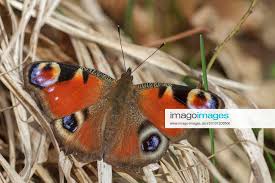 Attēlu rezultāti vaicājumam “Inachis io”