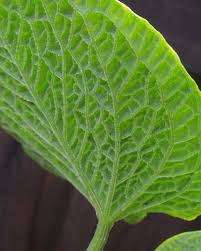 Attēlu rezultāti vaicājumam “Exobasidium splendidum”