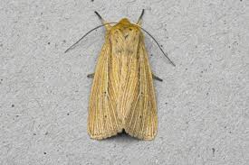 Attēlu rezultāti vaicājumam “Mythimna impura”