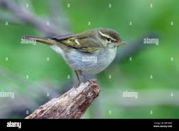 Attēlu rezultāti vaicājumam “Phylloscopus trochiloides”