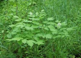 Image result for Christophskraut