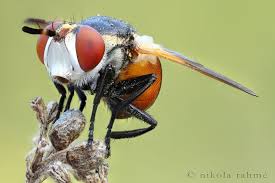 Attēlu rezultāti vaicājumam “Gymnosoma sp.”