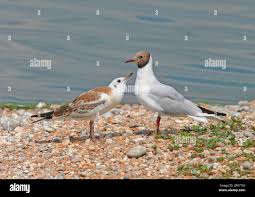 Attēlu rezultāti vaicājumam “Larus ridibundus juvenile”