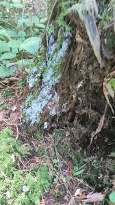 Attēlu rezultāti vaicājumam “Ceratiomyxa fruticulosa plasmodium”