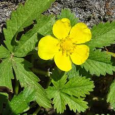 Attēlu rezultāti vaicājumam “Potentilla reptans”