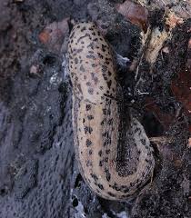 Attēlu rezultāti vaicājumam “Limax maximus”