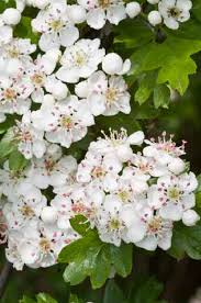 Attēlu rezultāti vaicājumam “Crataegus monogyna”
