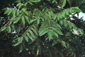 Attēlu rezultāti vaicājumam “Juglans cinerea leaf”