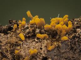 Attēlu rezultāti vaicājumam “Stemonitopsis typhina var. similis”