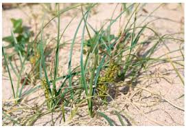 Attēlu rezultāti vaicājumam “Carex arenaria  fruit”