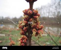 Attēlu rezultāti vaicājumam “Acer saccharinum bud”