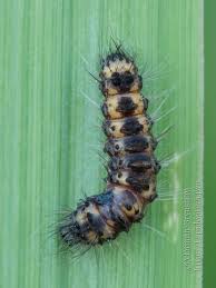 Attēlu rezultāti vaicājumam “Acronicta auricoma larva”