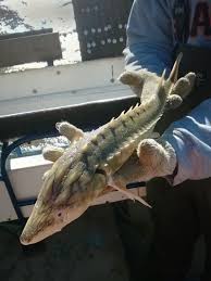 Image result for Acipenser medirostris