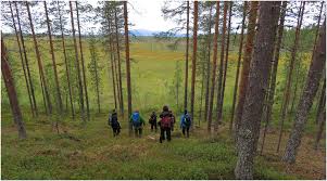 Attēlu rezultāti vaicājumam “Hamatocaulis lapponicus”