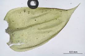 Attēlu rezultāti vaicājumam “Sciuro-hypnum reflexum sporophyte”