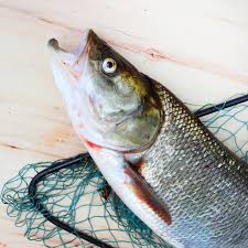 Image result for Aspius aspius