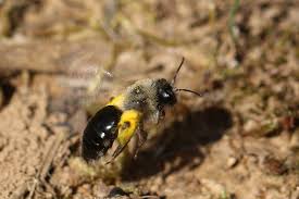 Attēlu rezultāti vaicājumam “Andrena vaga”