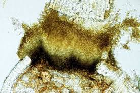 Attēlu rezultāti vaicājumam “Mycosphaerella millegrana”