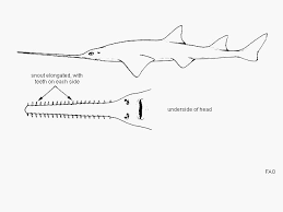 Image result for Pristis pristis