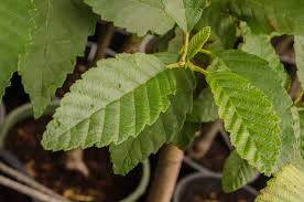 Attēlu rezultāti vaicājumam “Alnus”