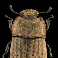 Attēlu rezultāti vaicājumam “Opatrum sabulosum”