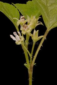 Attēlu rezultāti vaicājumam “Rubus saxatilis flower”