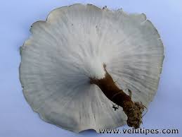 Attēlu rezultāti vaicājumam “Polyporus melanopus”