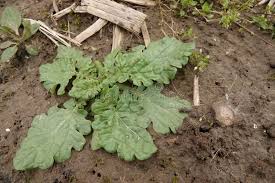 Attēlu rezultāti vaicājumam “Jacobaea vulgaris leaf”