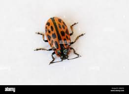 Attēlu rezultāti vaicājumam “Chrysomela vigintipunctata”