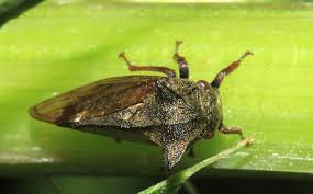 Attēlu rezultāti vaicājumam “Centrotus cornutus”