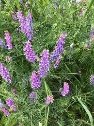 Attēlu rezultāti vaicājumam “Vicia cracca flower”