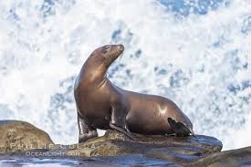 Image result for Zalophus californianus