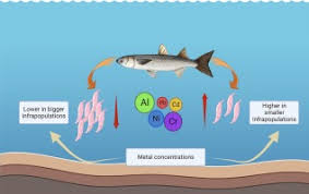 Image result for Mugil curema