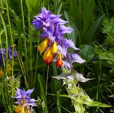 Attēlu rezultāti vaicājumam “Melampyrum nemorosum”