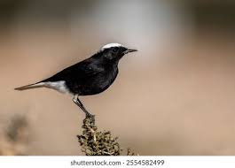 Image result for Oenanthe leucopyga