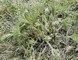 Attēlu rezultāti vaicājumam “Pulsatilla patens leaf”