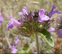 Attēlu rezultāti vaicājumam “Clinopodium vulgare fruit”