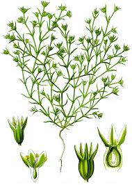 Attēlu rezultāti vaicājumam “Scleranthus annuus flower”